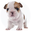Mini Bulldog