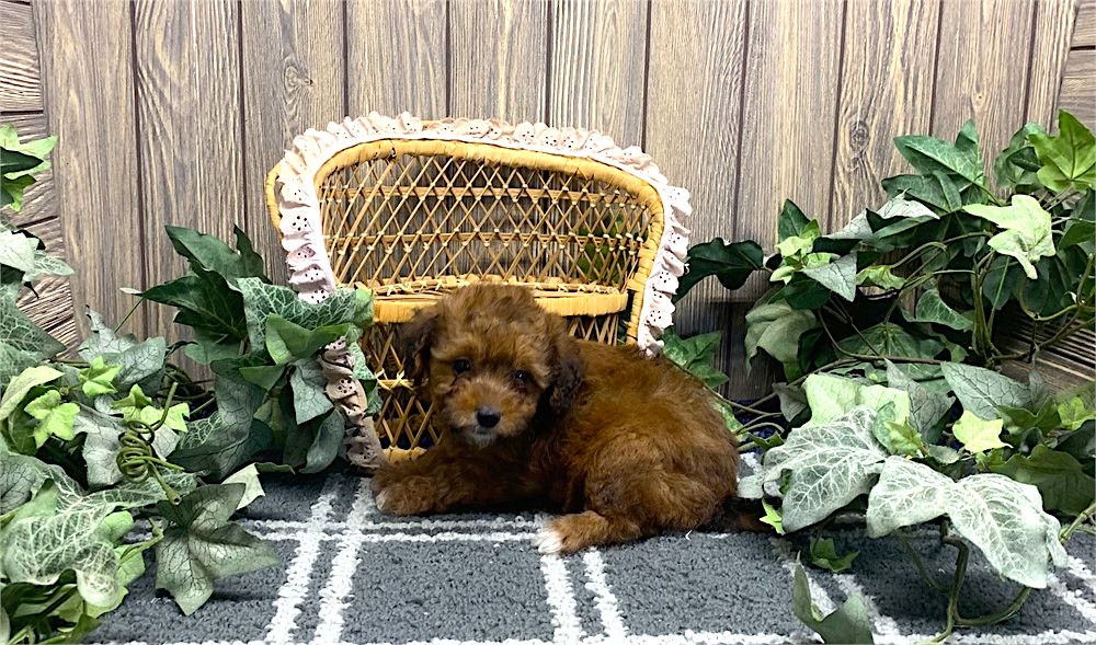 Pomapoo Puppy For Sale