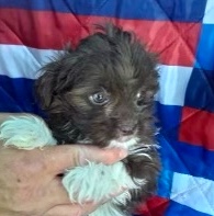 Pekapoo Puppy For Sale