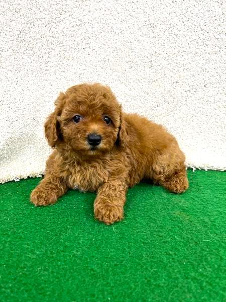 Poodle Puppy For Sale
