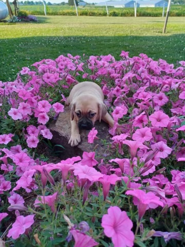 Puggle Puppy For Sale