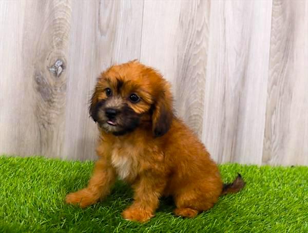 Lhasapoo Puppy For Sale