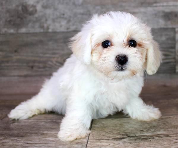 Coton De Tulear Puppy For Sale