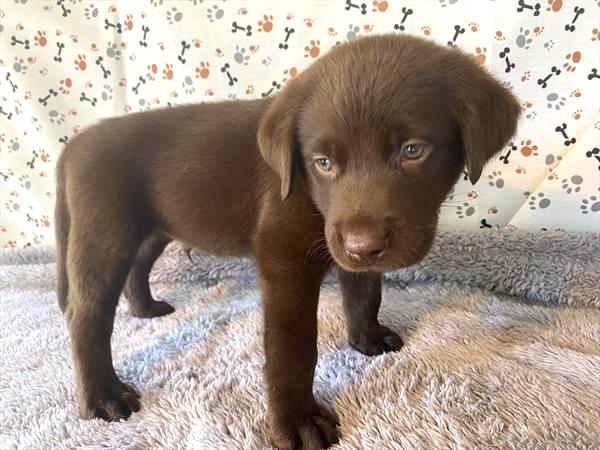Labrador Retriever Puppy For Sale