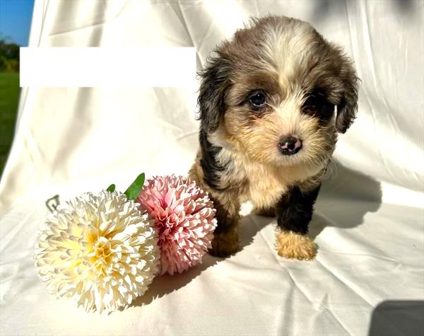 Aussiedoodle Puppy For Sale