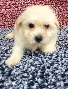 Havachon Puppy For Sale