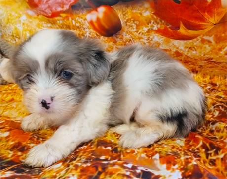 Lhasapoo Puppy For Sale