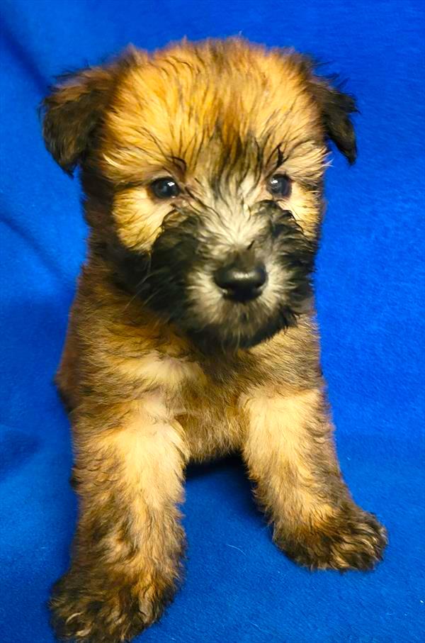 Soft Coated Wheaten Puppy For Sale