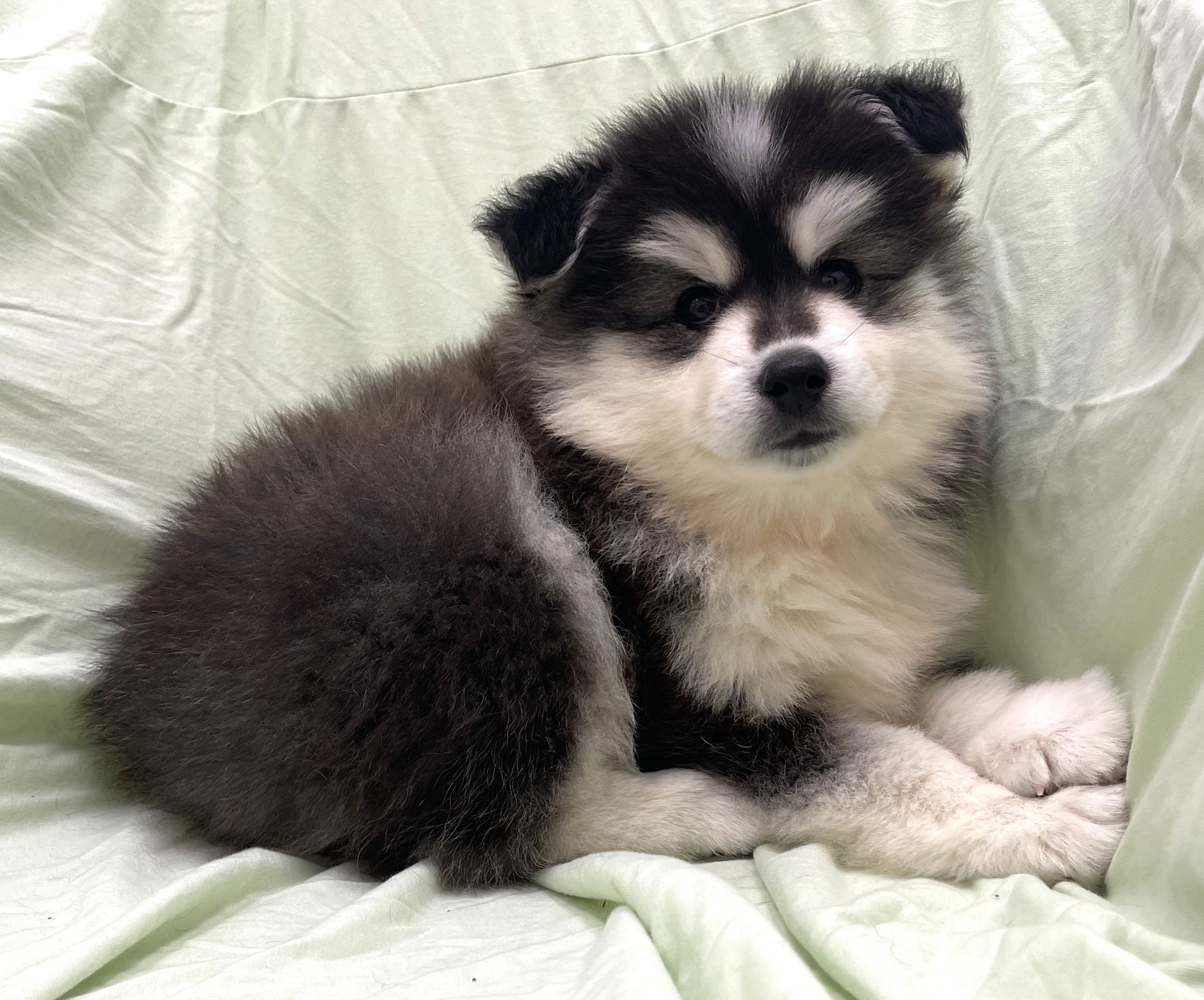 Huskimo Puppy For Sale