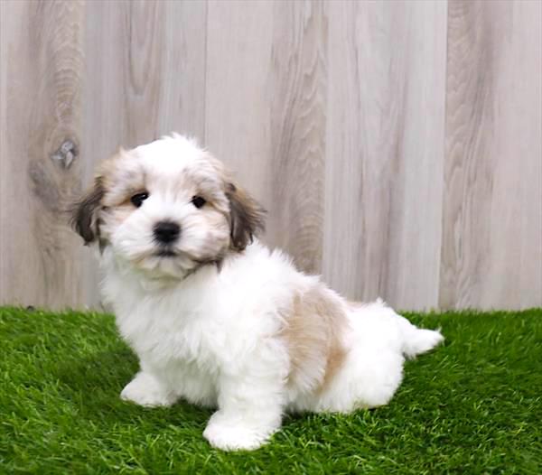 Lhasachon Puppy For Sale