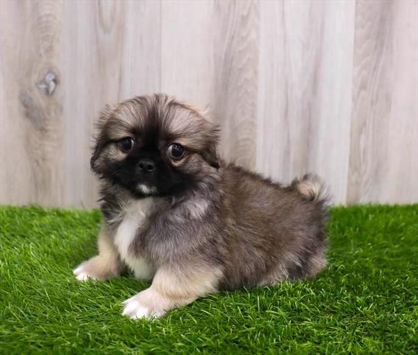 Pekingese Puppy For Sale