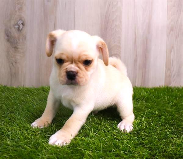 Puggle Puppy For Sale