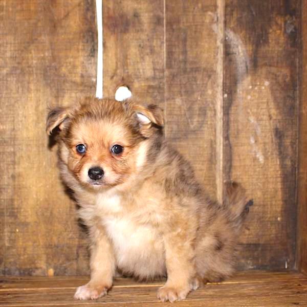 Aussiepom Puppy For Sale