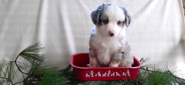 Mini Australian Shepherd Puppy For Sale