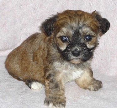 Yochon Puppy For Sale