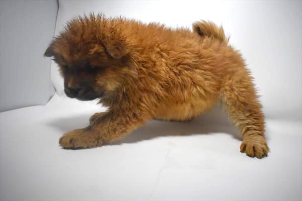 Chow Chow Puppy For Sale