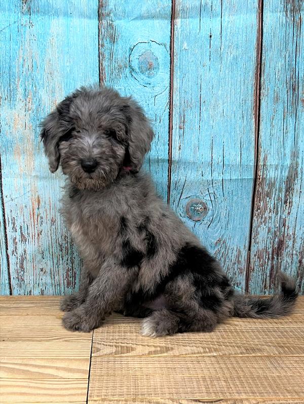 Goldendoodle Puppy For Sale