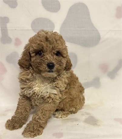 Mini Poodle Puppy For Sale