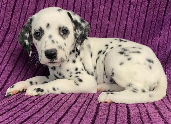 Dalmatian Puppy For Sale