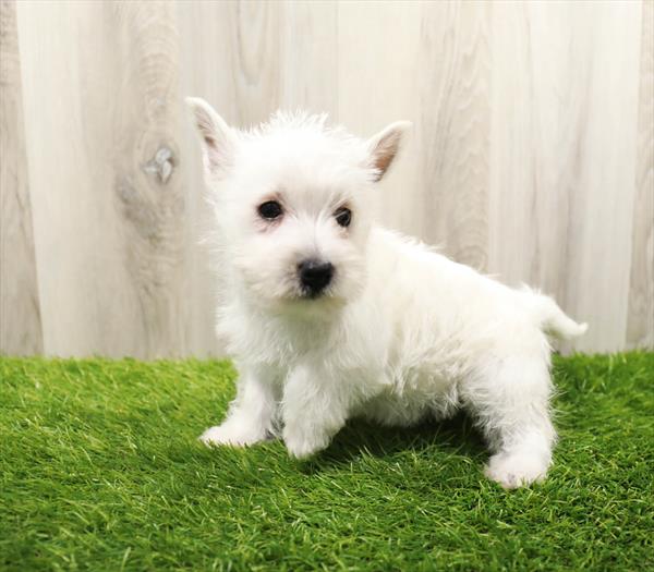 West Highland White Terrier Puppy For Sale