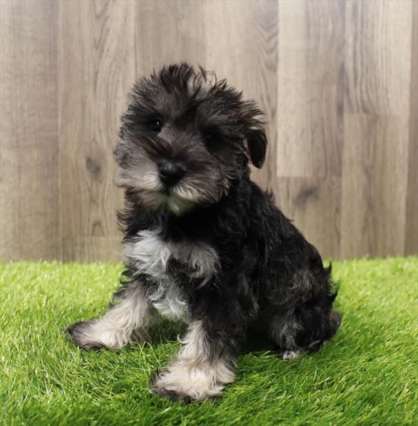Miniature Schnauzer Puppy For Sale