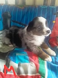 Mini Australian Shepherd Puppy For Sale