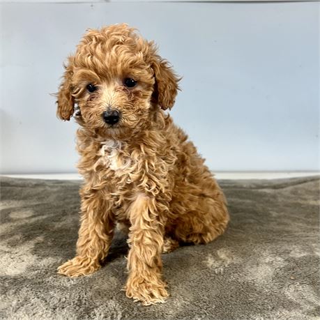 Toy Poodle Puppy For Sale