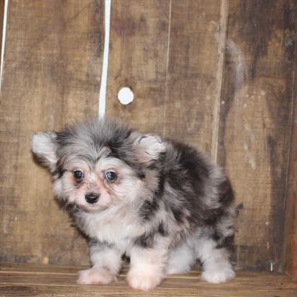 Pomachon Puppy For Sale