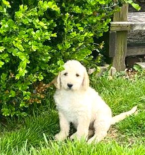 Labradoodle Puppy For Sale