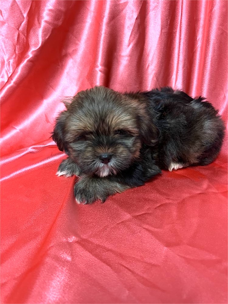 Shorkie Tzu Puppy For Sale