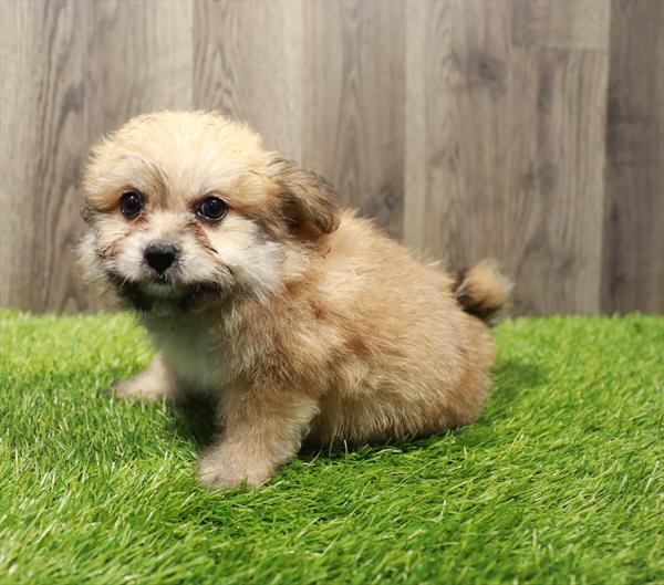 Pomachon Puppy For Sale