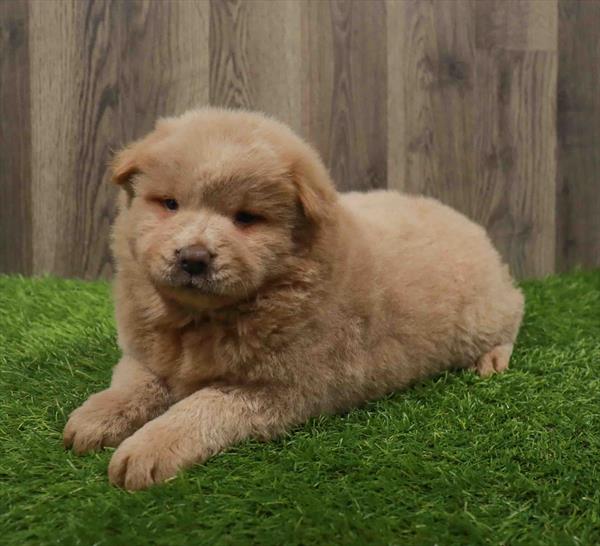 Chow Chow Puppy For Sale