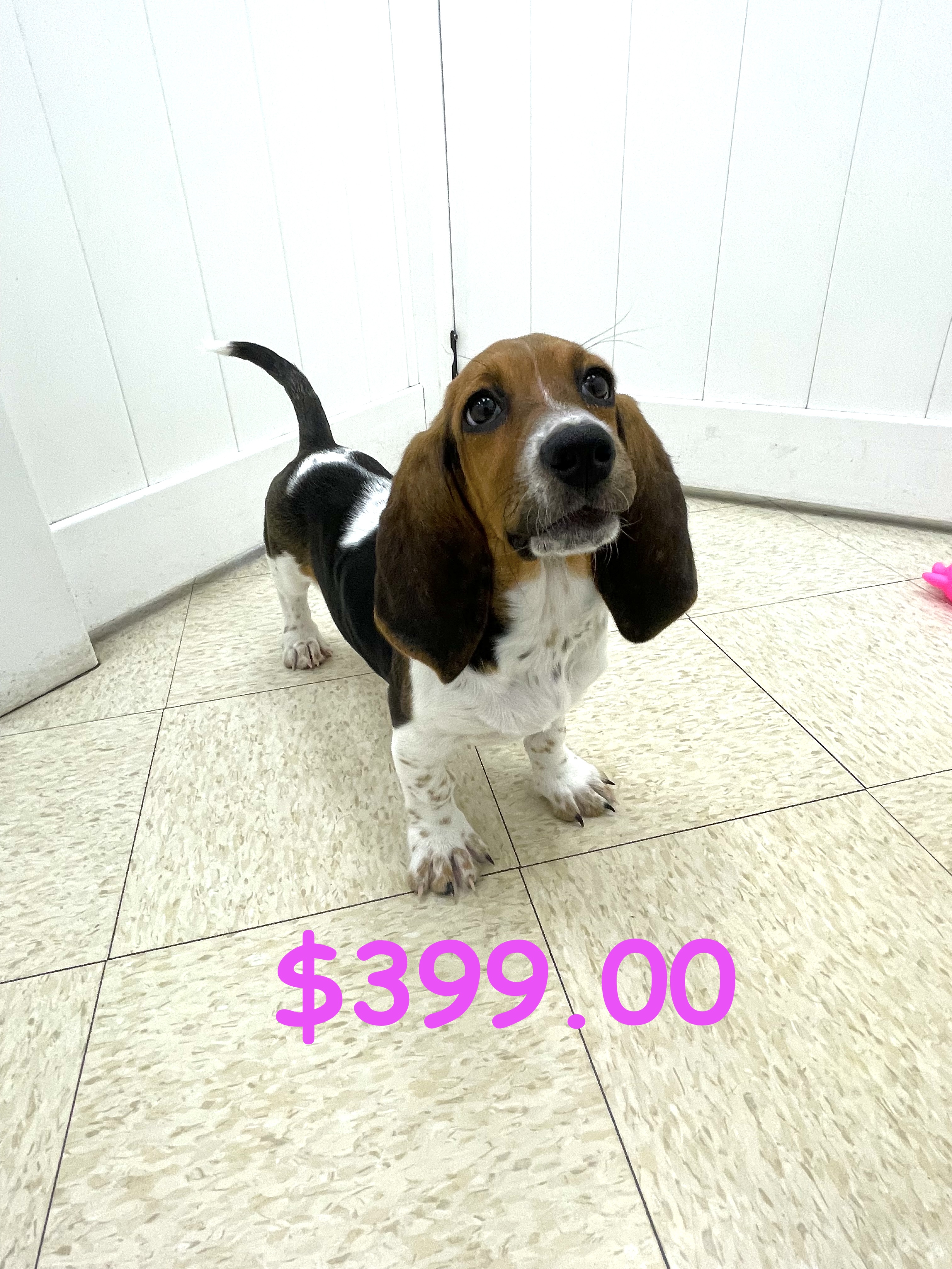 Basset Hound Puppy For Sale