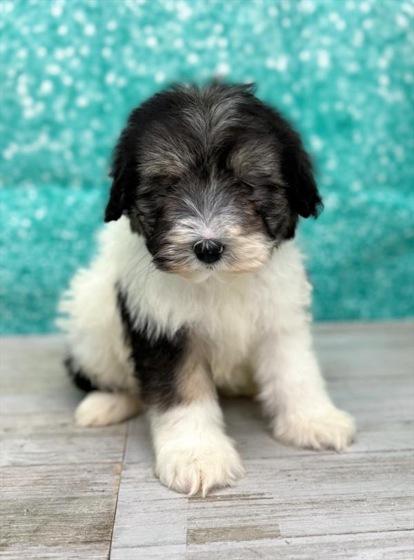 Schnoodle Puppy For Sale