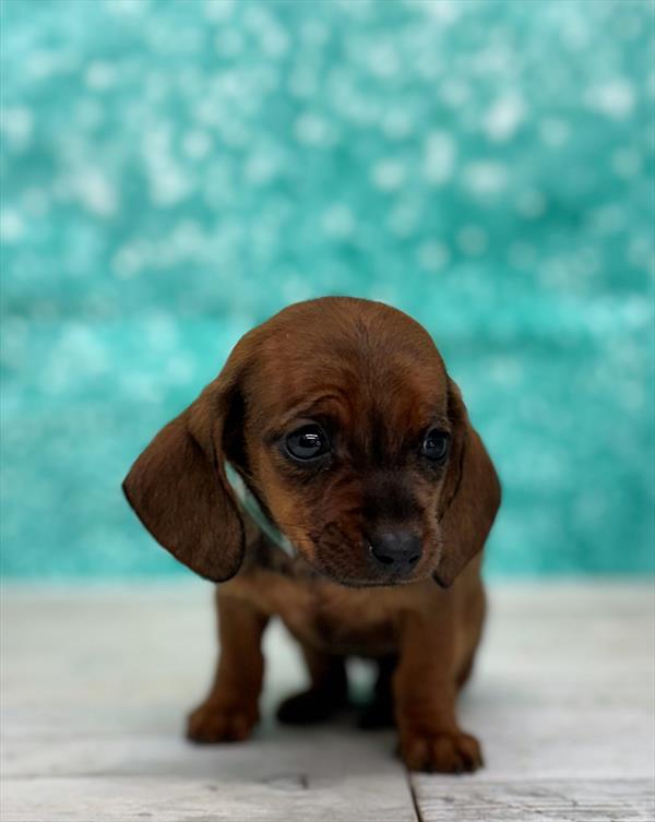 Dachshund Puppy For Sale