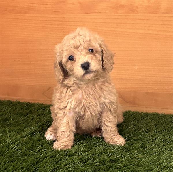 Bichonpoo Puppy For Sale